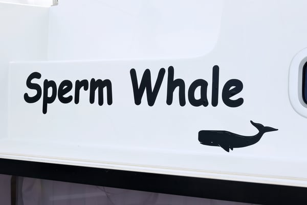 SPERM WHALE