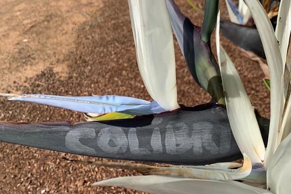 Colibrì Platinum Service