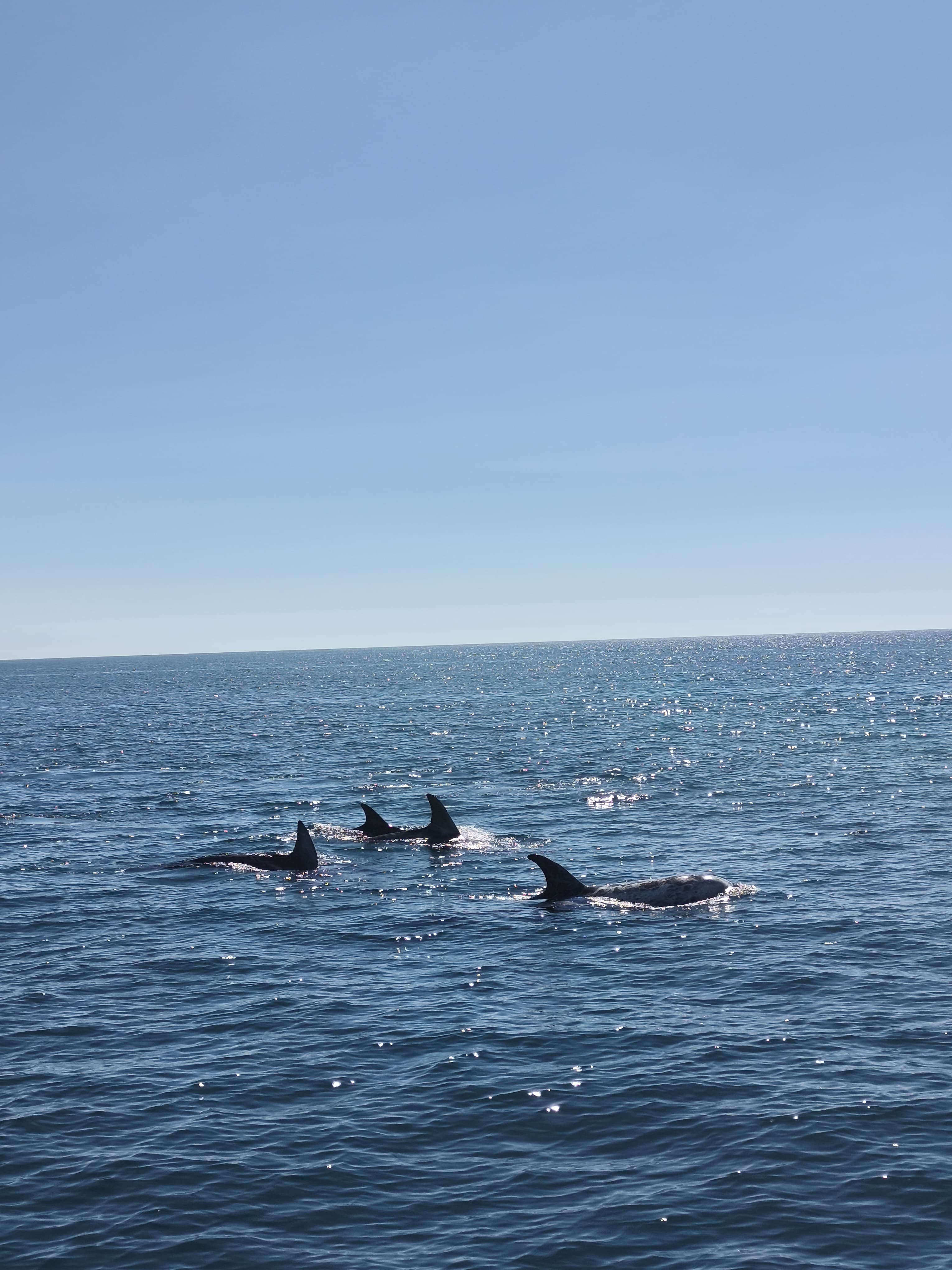 Premium + - Catamaran in Portimão