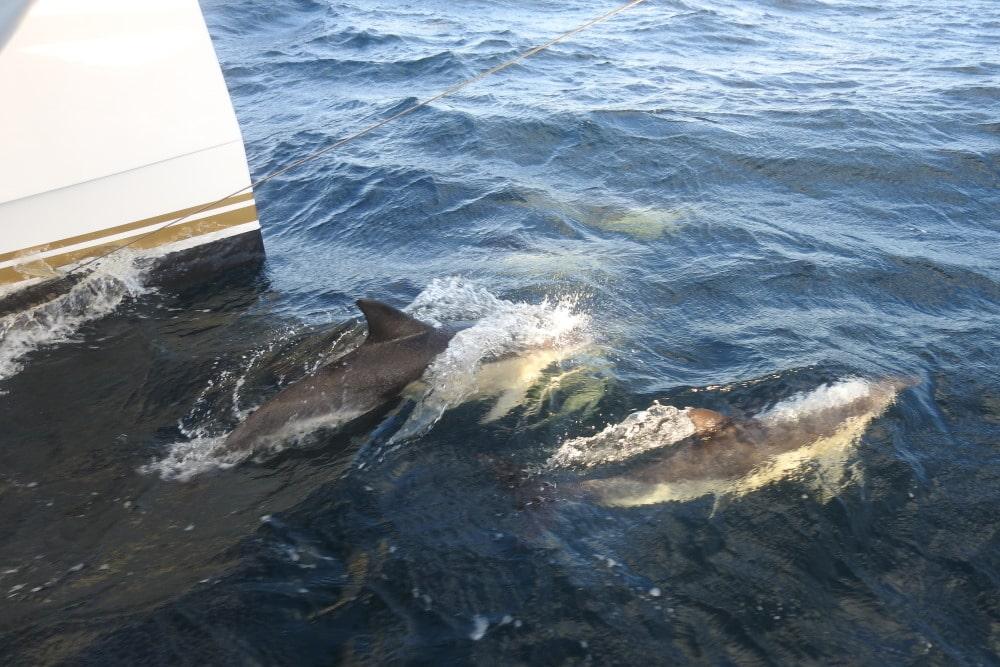 ORION - Catamaran in Pula
